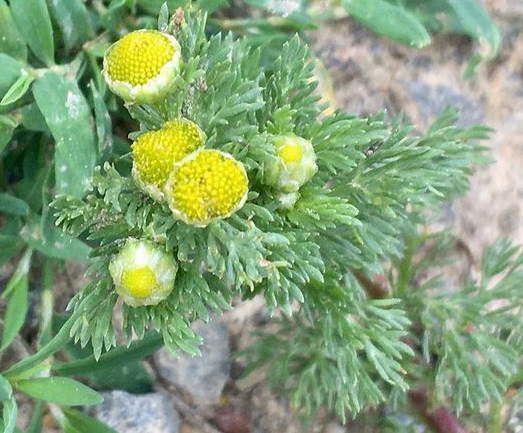 Apprends à reconnaître les plantes sauvages comestibles comme la matricaire ananas